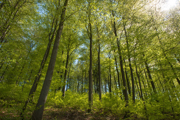 Wald Panorama mit Bäumen