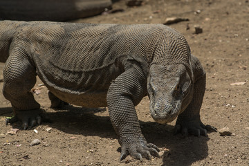 Dragon is preparing to attack, Rinca Island, Indonesia