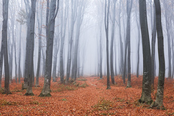 Romantic mist in the forest