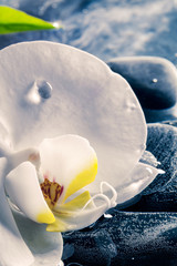 Panele Szklane  Delikatna orchidea