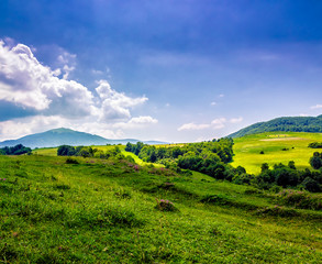 Fototapeta premium trees near meadow in mountains on hillside under cloudy sky