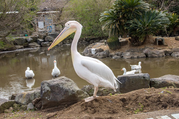 Pelican