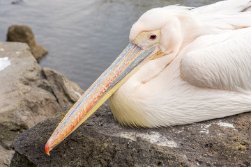 Pelican