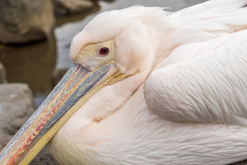 Pelican