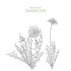 Vector Taraxacum officinale. Hand drawn dandelion. © mrs.kato