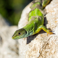 Green lizard - Lacerta viridis sheds its skin