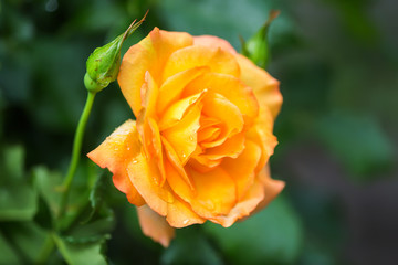Yellow roses in a garden