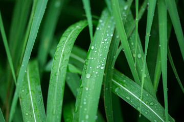 water drops on the green grass