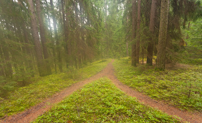 Fototapeta na wymiar A single alpine path splits in two different directions. 