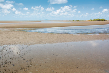 Forest at the river estuary, Mangroves.