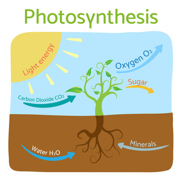 Photosynthesis diagram. Schematic vector illustration of the photosynthetic process. 