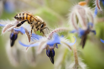 Insect on flower