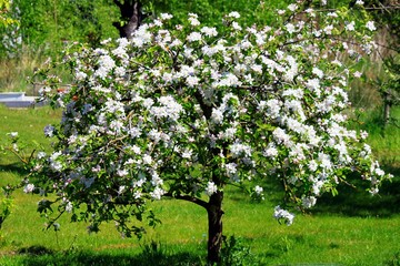 prächtig blühender kleiner Apfelbaum