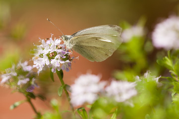 Insect on flower
