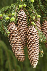 Norway spruce tree