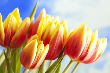 Flowers - beautiful tulips on blue sky background