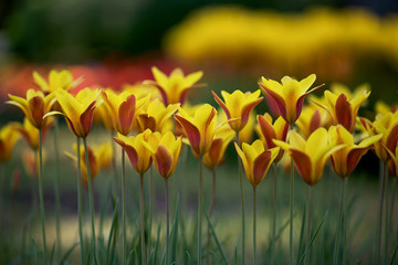 Beautiful wild yellow tulips in the spring. Tulipa clusiana var. chrysantha. Soft focus. Spring...