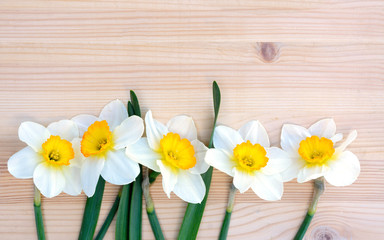 Fresh daffodils or narcissus  flowers on wooden background.