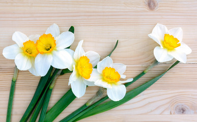 Fresh daffodils or narcissus  flowers on wooden background.