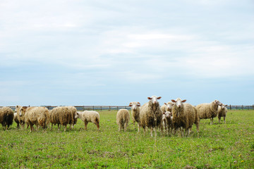 Obraz premium Flock of sheep in the meadow