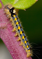 Гусеница 