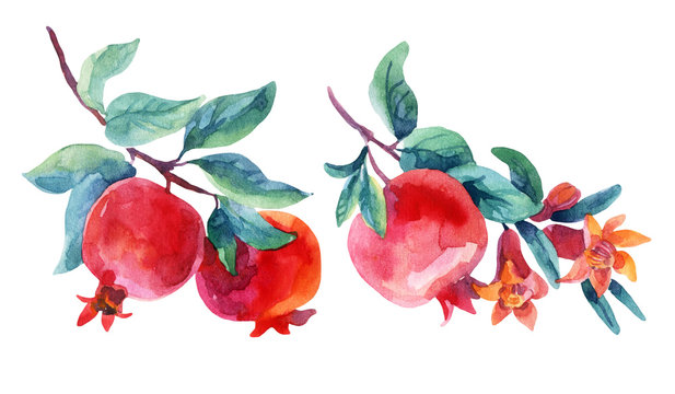 Watercolor pomegranate bloom branches set