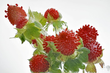 frische rote Walderdbeeren auf Weiss