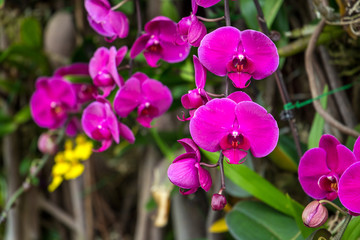 Beautiful Purple Orchid Flower with Green in Background, Hong Kong