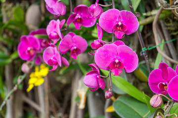 Beautiful Purple Orchid Flower with Green in Background, Hong Kong