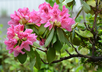 Fototapeta premium しゃくなげ