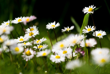 Fototapeta premium Daisy flower