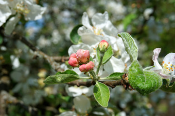 Blooming apple tree in bright spring day