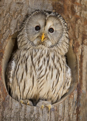 Oeral op de uitkijk vanuit het nest.