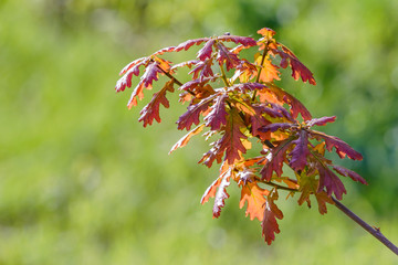 Young Red Quercus Robur Leaves