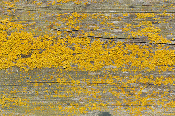 Moos und Schimmel auf Holz