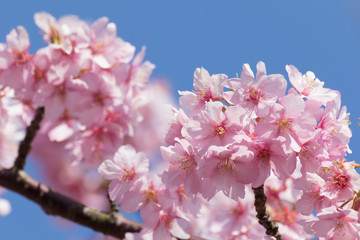 Obraz premium 河津桜