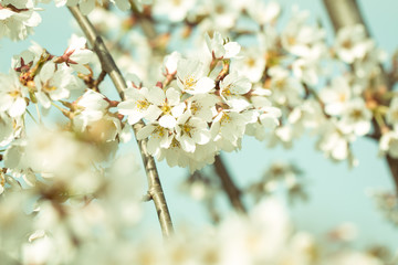 Blossom tree over nature background/ Spring flowers/Spring Background