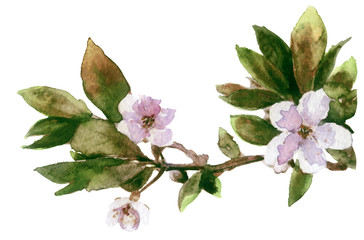 Obraz premium watercolor spring cherry blossoms