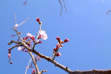 染井吉野の開花
