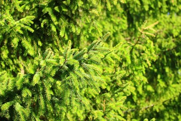 Branches of pine tree