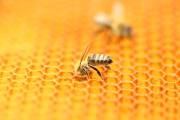 Bee on honeycomb, close up
