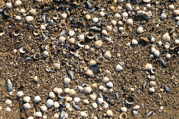 Watt mit Muscheln und Schuhen