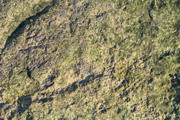 Hintergrund Moos Schimmel grün