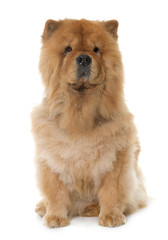 chow chow in studio