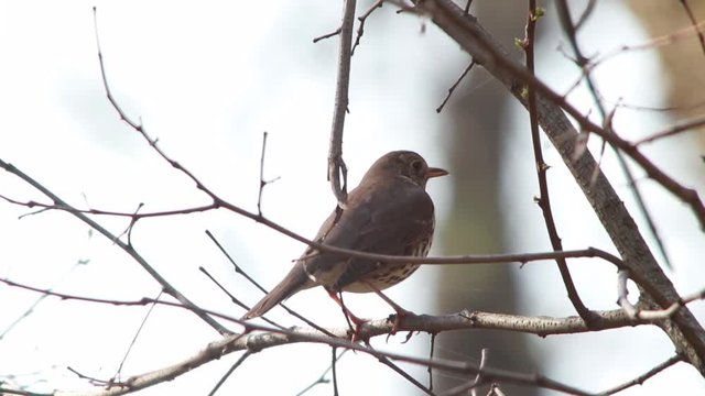 Song Thrush, live sound