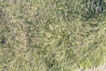 Hintergrund Moos Schimmel grün