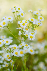 Wild camomile daisy flowers growing on green meadow.