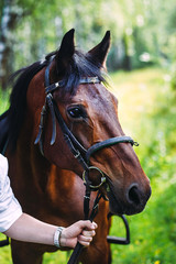 Obraz premium A man's hand holding a black horse for bridles