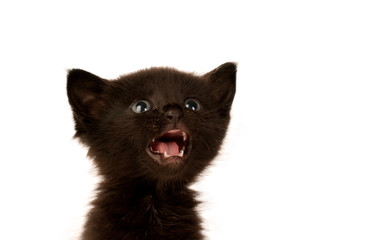 Cute little black cat