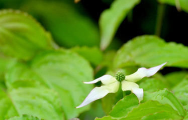 Obraz premium やまぼうしの花